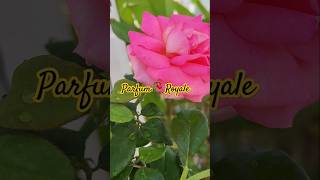 🥀🥀yshorts ROSE🌹PARFUM ROYALEHighly fragrantClimber Rose🍃shortvideo [upl. by Lrat]