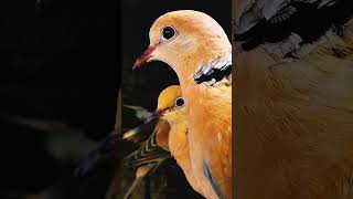 Barbary Dove barbarydove dove pleasesubscribe nature thanks thankyouforwatching beautiful [upl. by Annelak]