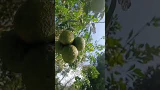 Kahi hulikaipu naranga Kanchoolifruit used in jam and pickles [upl. by Atela]