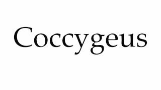 How to Pronounce Coccygeus [upl. by Okiam]