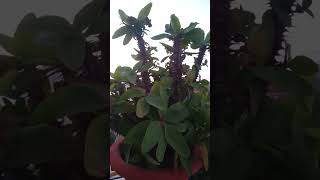 How to take care of your thorny plants 🌵🌱🌿 cactus plants viral [upl. by Durman]