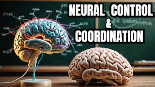 Neural Control and Coordination class 11 [upl. by Codie]