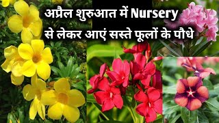 अप्रैल शुरुआत में लगाएं इन 15 फूलों को नर्सरी से लाकरSummer Season Flowering Plant in India [upl. by Airdua]