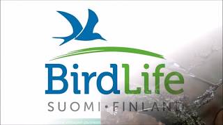 Talvilintukurssi osa 35  BirdLife Suomi [upl. by Remark]