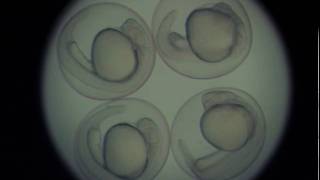 Zebrafish embryo development  24 hours in 46 seconds [upl. by Ahtaela]