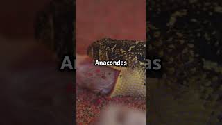 All About Anacondas 🐍  Fun Facts for Kids fun education shorts shortsfeed science short [upl. by Iiette]