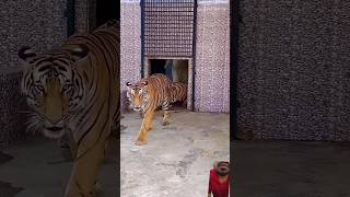 roar tiger tigeronroad funny comedy lion animals wildlife zoolionking elephantshortvideo [upl. by Nacim]