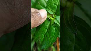 Toothache plant medicinal plantAcmella oleracea youtubeshorts toothacheremedy painrelief [upl. by Nicolai473]