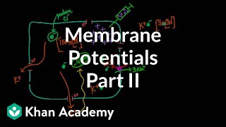 Membrane potentials  part 2  Circulatory system physiology  NCLEXRN  Khan Academy [upl. by Aunson]