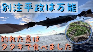 プラッキングでサワラ釣れました夏のサワラも脂乗ったいい個体はいる 別注平政 サワラ ロックショア [upl. by Aiderfla]