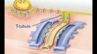 Excitation Contraction Coupling [upl. by Annoved461]