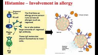 4 Histamine amp Bradykinin [upl. by Eelrefinnej125]