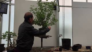 Creating Your Own Bonsai Tree  The Easy Guide By Peter Chan [upl. by Eiral422]