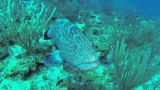 Scuba diving at Playa Pesquero  Cuba [upl. by Ameen]