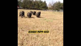 STAMPEDE of baby farm dogs Bouvier des Flandres❤️ bouvierdesflandres puppy farmdog dogshorts [upl. by Claude]