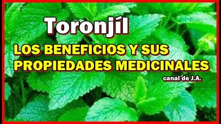 TORONJIL LOS BENEFICIOS Y SUS PROPIEDADES MEDICINALES [upl. by Maryrose]