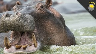 7 MindBlowing Hippo Facts  Science on the Web 64 [upl. by Prudhoe44]