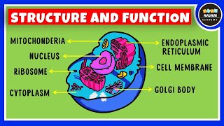 Structure and Function of a Cell  Cell Organelles  Biology [upl. by Annuahs]