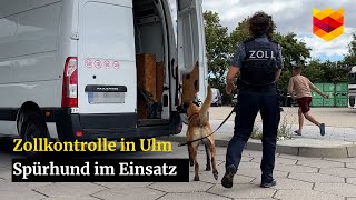 Zollkontrolle in Ulm Spürhund auf der Suche nach Schmuggelware  schwäbischede [upl. by Brigette939]