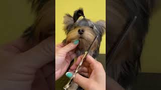 Yorkshire TERRIER PUPPY ADORABLE FACELIFT AND STYLING 🐾🐶 dog cuteanimal pets cutepuppy [upl. by Kenzie]