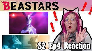 SCREAMS OF SHOCK  Beastars S2 E4 REACTION  Zamber Reacts [upl. by Odanref]