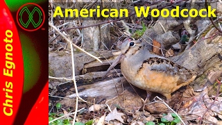 Funny dancing bird  American Woodcock Timberdoodle [upl. by Lathan]