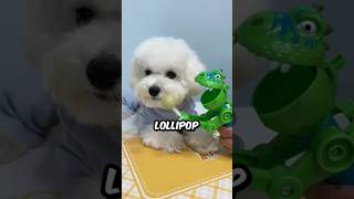 Are Lollipops Good For The Bichon Frise bichonsnowy shorts bichonfrise dog pets animals [upl. by Salome]