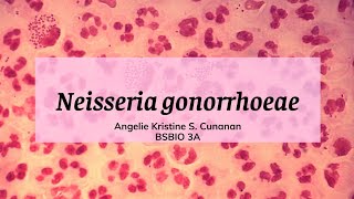 Neisseria gonorrhoeae [upl. by Aehtna]