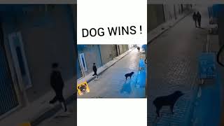 Ace dog  not a touch gain97 funny shortsfeed youtubeshorts dogs doglover [upl. by Treboh]