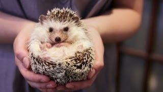 OWNING A PET HEDGEHOG FACTS  UPDATED [upl. by Amethist]