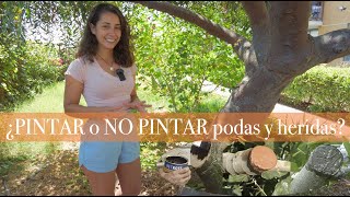 ✽ ALCOHOL DE CANELA ➤ 80 vs Puro  Cicatrizante de PLANTAS [upl. by Pike486]