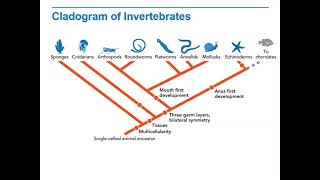 Biology Lecture 9 2C Cladogram of Invertebrates [upl. by Janina]