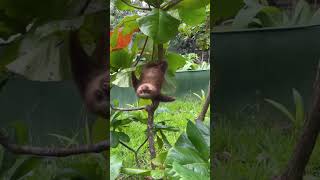 Baby Sloth Makes Adorable Noises [upl. by Attiuqaj]