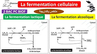 La fermentation cellulaire 2 BAC PC BIOF شرح بالداريجة [upl. by Daffi613]