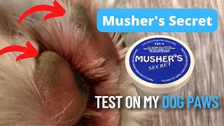 Hyperkeratosis Going to test out Mushers Secret wax balm on my Dogs Paws DIY Demonstration [upl. by Lachlan]