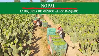 LA GRANDEZA DEL NOPAL ASÍ SE SIEMBRA EL NOPAL EN MÉXICO [upl. by Annavaj524]