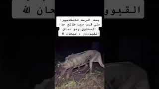 ضهور مخلوق غريب 😡 نباش القبور [upl. by Kenlee545]