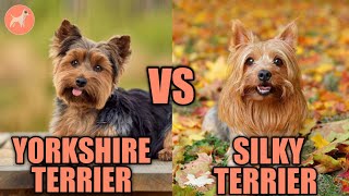 Yorkshire Terrier vs Silky Terrier Whats the Differences [upl. by Ahseena]