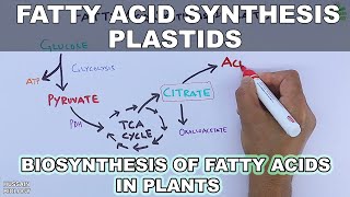 Fatty Acid Synthesis in Plastids [upl. by Irej]