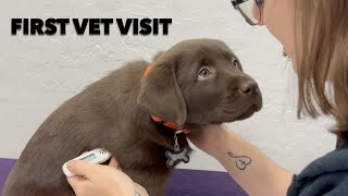 PUPPYS FIRST VET VISIT [upl. by Nivonod819]