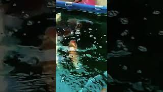 hand feeding koi shorts short koi bocilceria anak ikan ikanhias [upl. by Lraep]