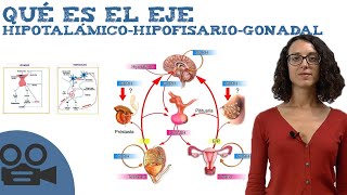 Qué es el Eje hipotalámicohipofisariogonadal [upl. by Charmion370]