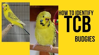 How to Identify TCB TCB Budgies kia hen TCB ki Pehchaan [upl. by Adi]