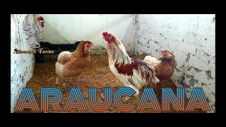 Everything to know about Araucana [upl. by Darla491]