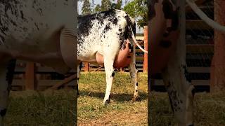 Girlando Cow  Girolando Cow  Brazil Cow  Cow Videos For Kids girlandocow shorts [upl. by Hako]