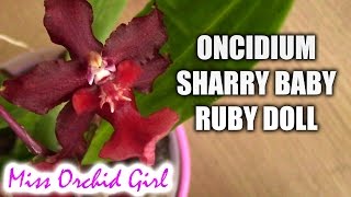 Oncidium Sharry Baby Ruby Doll  OMG a red chocolate orchid [upl. by Airekat]