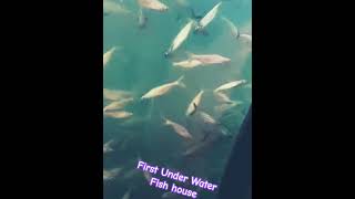 under water fish houseblue song shortsfeed viralshort trending [upl. by Heilman443]