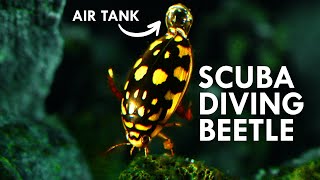 Diving Beetles Are All Natural Scuba Divers [upl. by Joed383]