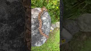 Locality Boa Basics Feeding Extra Large Mice Versus Weaned Rats [upl. by Lananna]