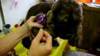 How To Use Dog Bows Video [upl. by Mastrianni]